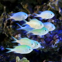 (海水魚)デバスズメダイ Mサイズ(2匹)