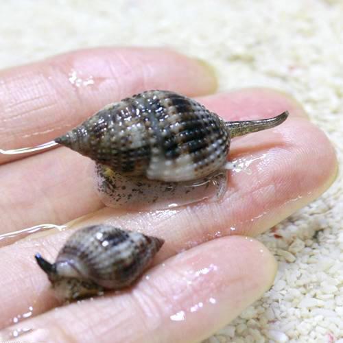 （海水魚）貝　リュウキュウムシロガイ　底砂とその他の掃除（2匹）