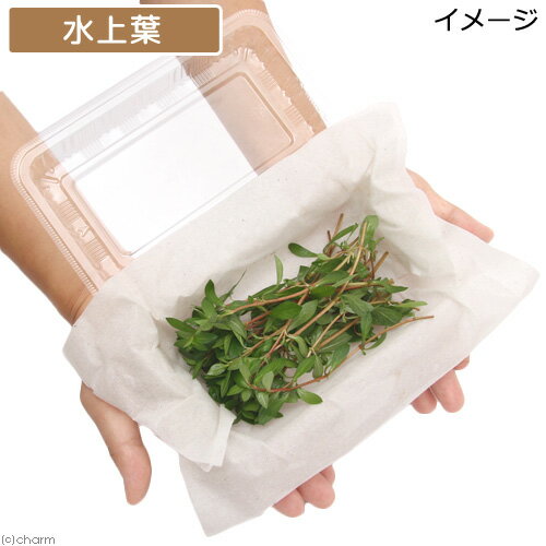 �ʿ���˥�ɥ����������֥�ӥڥ��ʿ���աˡ�̵�����ˡ�30�ܡ�