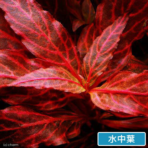 （水草）アルテルナンテラ　レインキー　斑入り（Alex）（水上葉）（無農薬）（10本）