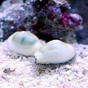 (海水魚)貝 キイロタカラガイ(2匹) 北海道・九州航空便要保温