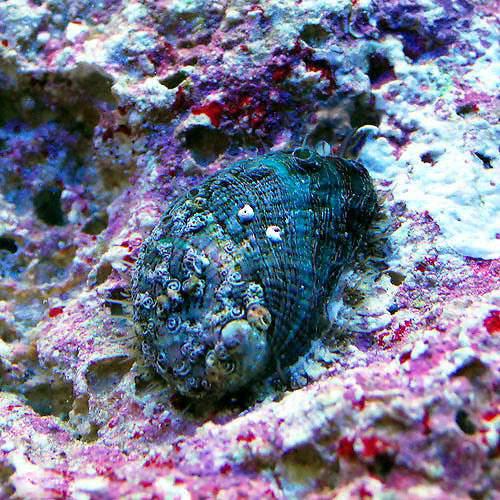 （海水魚）貝　アワビグリーン　Sサイズ（3匹）　北海道・九州航空便要保温