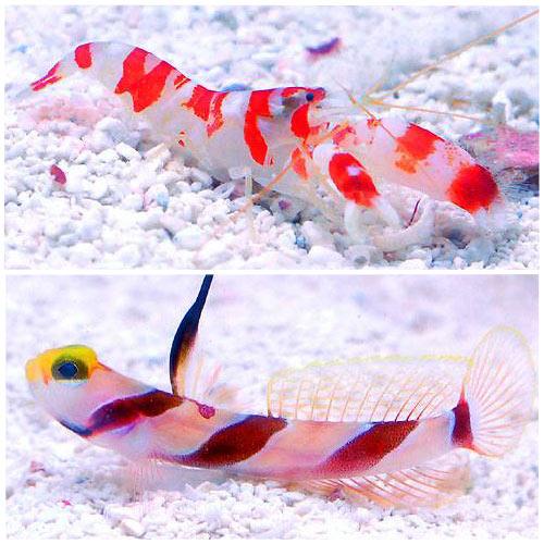 Goby - （海水魚）なかよしセットA（ネジリンボウ＋ランドール）　北海道・九州航空便要保温