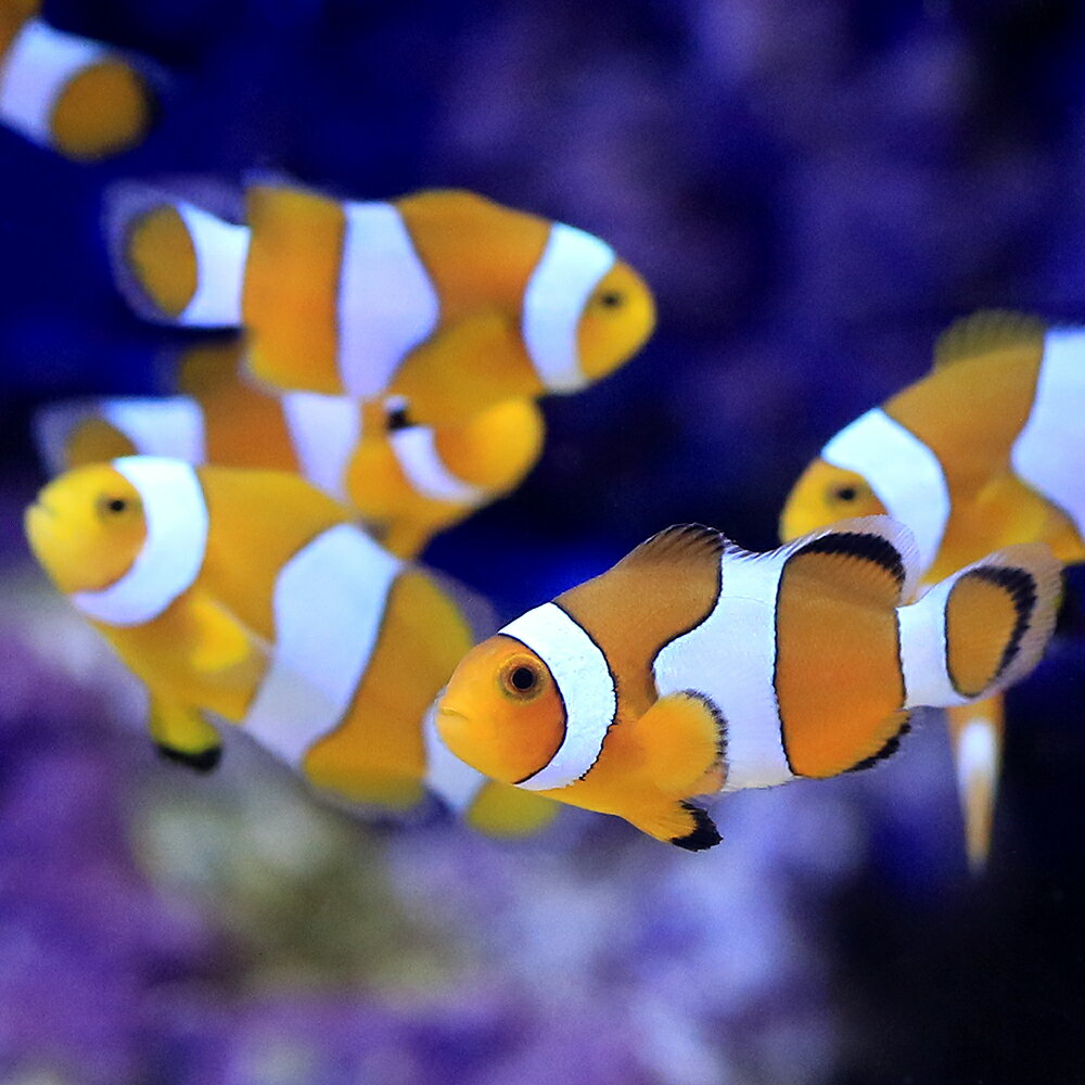 Clownfish - （海水魚）カクレクマノミ（ブリード）（5匹）　北海道・九州航空便要保温