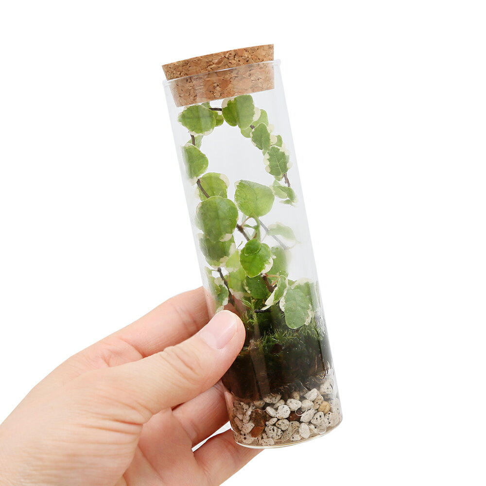 �ʴ��տ�ʪ��ư��Ǻ�롡�θ����å�06�����󤿤��ݥƥ�ꥦ�ࡡ�ߥ˥ץ��Ŀ�����1�ġ�