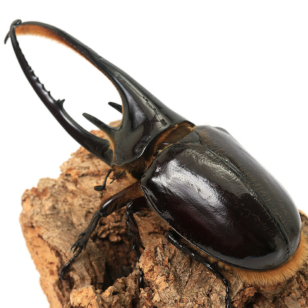 �ʺ���˥ͥץ��塼�󥪥����֥ȥॷ��������ӥ������󥿥�ǡ��뻺��134mm��1�ڥ��ˡ��̳�ƻ���彣�Ҷ������ݲ�