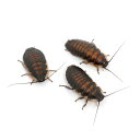 (昆虫)マダガスカルゴキブリ 幼虫(5匹) 北海道航空便要保温
