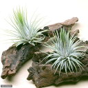 (観葉植物)エアープランツ チランジア イオナンタ ミニ流木付き(1株)