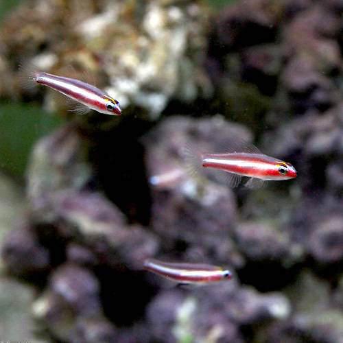 （海水魚）沖縄産　オヨギイソハゼ（6匹）