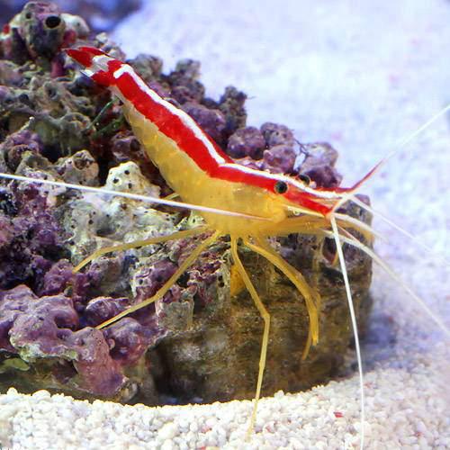 （海水魚）エビ　スカ…