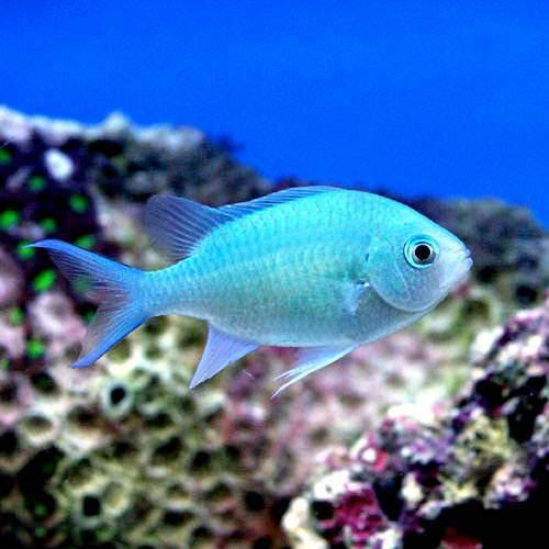 Damselfish - （海水魚）デバスズメダイ　SSサイズ（2匹）　北海道・九州航空便要保温