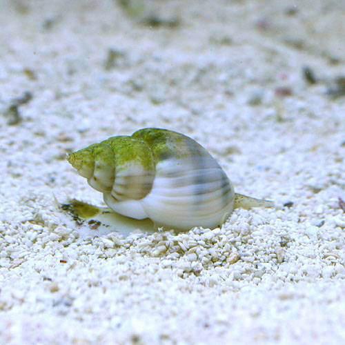 （海水魚）貝　イボヨウバイ　底砂とその他の掃除（10匹）