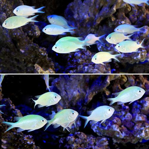 鲷 - （海水魚）デバスズメダイ　Mサイズ（40匹）　北海道・九州航空便要保温