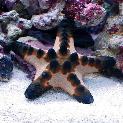 （海水魚）ヒトデ　コブヒトデ　Sサイズ（3匹）　北海道・九州航空便要保温