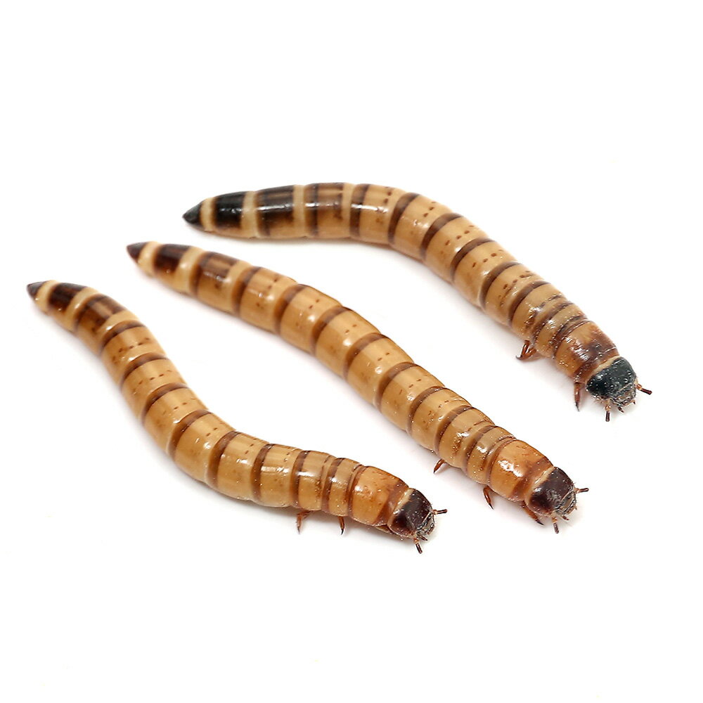 （生餌）死着保証なし ビッグミルワーム（1kg） 活餌