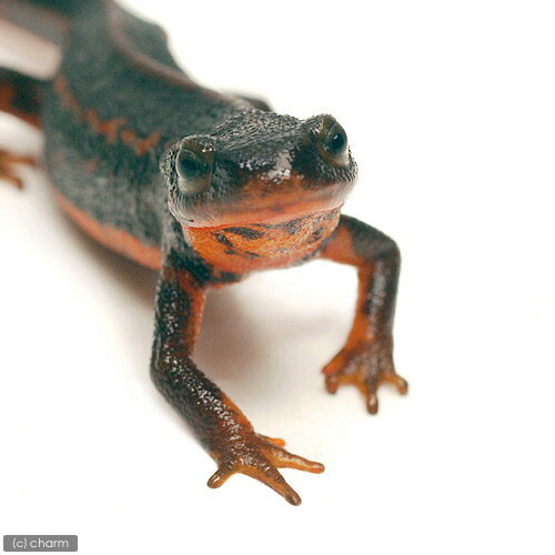 ��ξ����˥��ޥߥ��ꥱ�󥤥�ꡡWC���Ρ�3ɤ�ˡ��̳�ƻ���彣�Ҷ������ݲ�