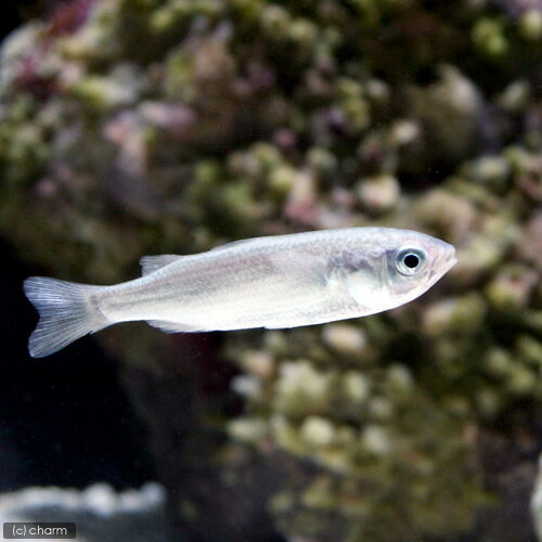 （海水魚）生餌　エサ用ボラミックス　Sサイズ（5匹）　活餌