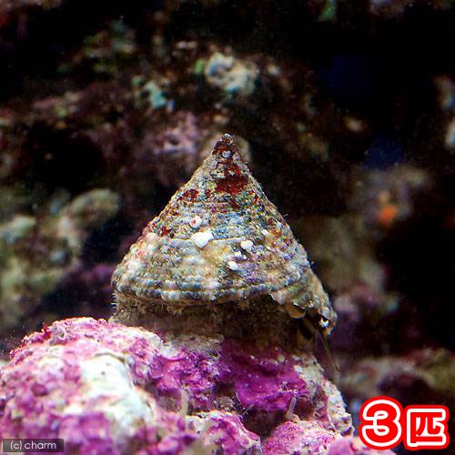 （海水魚）貝　ニシキウズガイ　Sサイズ（3匹）