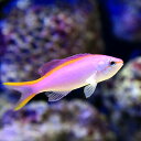 (海水魚)パープルクィーンアンティアス(3匹)
