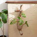 (観葉植物)動画で作る 体験キット16 ヒメモンステラの流木ハンギング