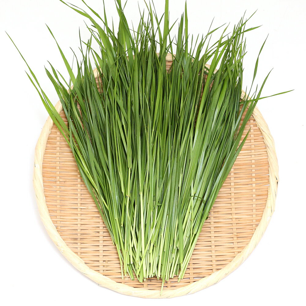 （観葉植物）国産　とれたて生牧草　イタリアンライグラス　100g　うさぎ　陸ガメ　USAYAMA