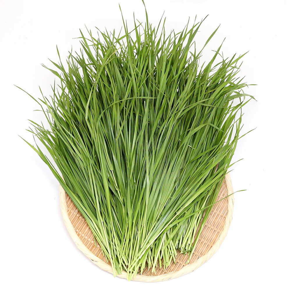 �ʴ��տ�ʪ�˹񻺡���󤴤��ڶ˺ٻ�40g�ܤȤ줿�������𥤥��ꥢ��饤���饹500g����������USAYAMA