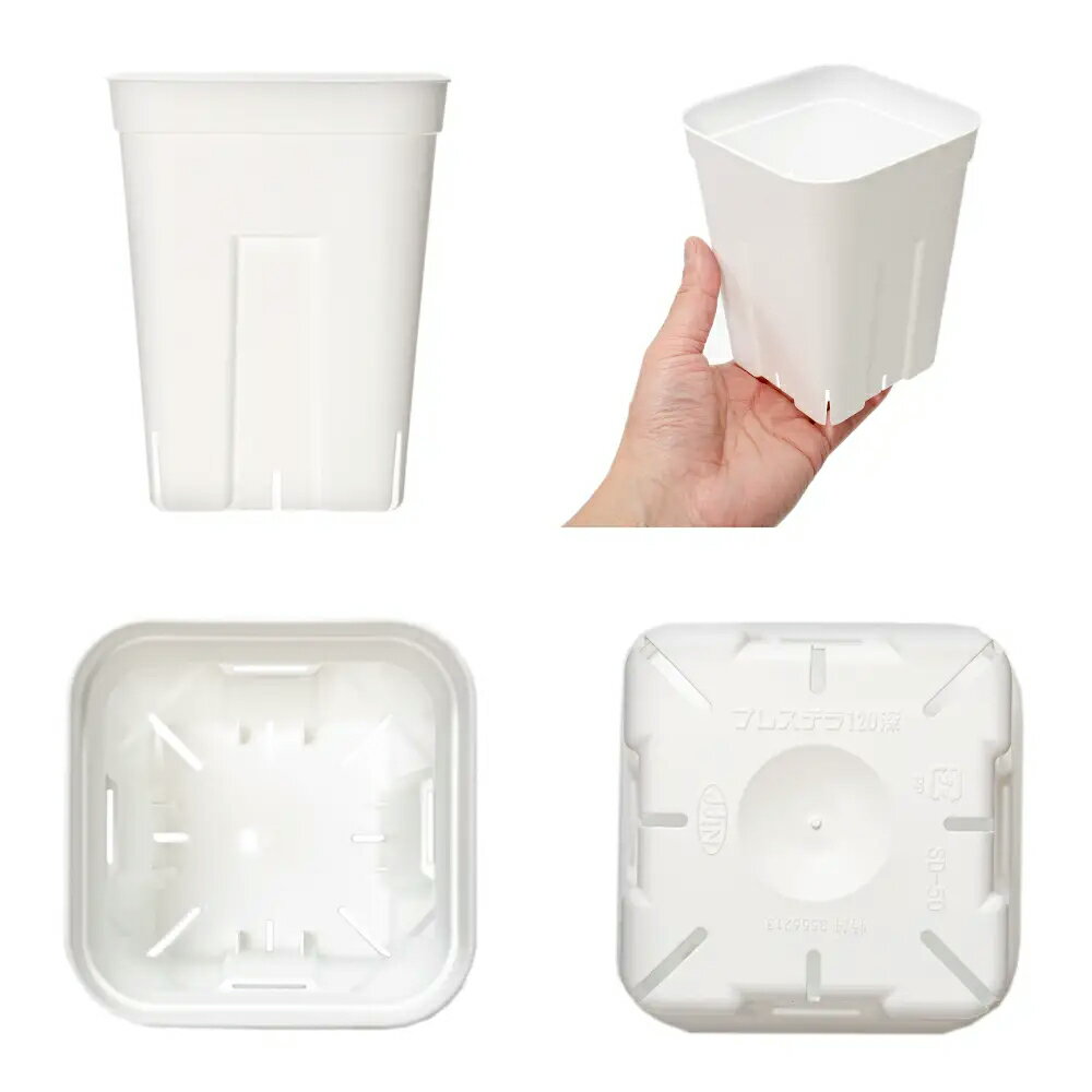 スリット鉢　プレステラ　120深型　白　10個セット　ハオルチア　エケベリア　関東当日便