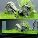 (水草)水草の草原レイアウトセット 90cmスリム水槽用 水草と石セット 本州四国限定