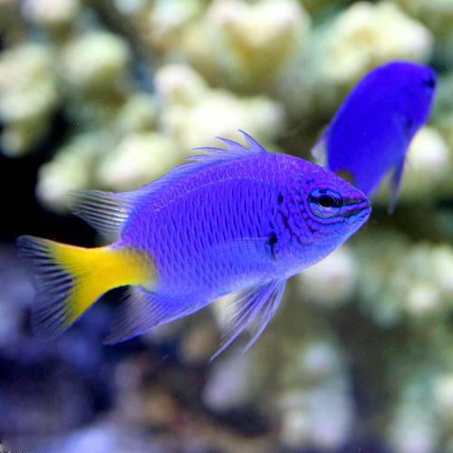 （海水魚）シリキルリスズメダイ（5匹）　北海道・九州航空便要保温