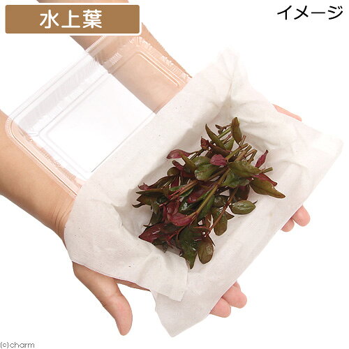 （水草）アルテルナンテラ　レインキー　リラキナ（水上葉）（無農薬）（10本）