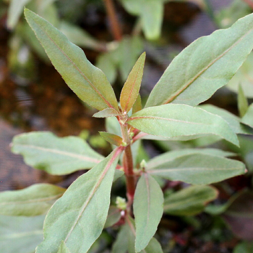 （水草）アルテルナンテラ　パラナ（水上葉）（無農薬）（10本）