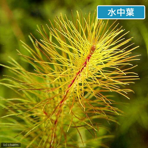 （水草）ロタラsp．ベトナム　レッド（水上葉）（無農薬）（10本）