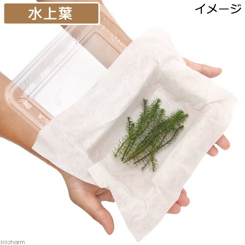 （水草）ロタラsp．ベトナム　レッド（水上葉）（無農薬）（10本）