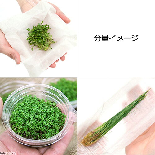 （水草）前景　水上葉（無農薬）3種　グロッソスティグマ（1）＋キューバパールグ...