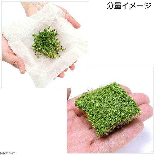 （水草）前景草（水上葉）（無農薬）2種セット　グロッソスティグマ（半パック分）...
