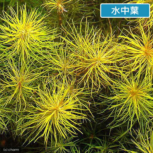 （水草）ロタラsp．カンボジア産（水上葉）（無農薬）（10本）