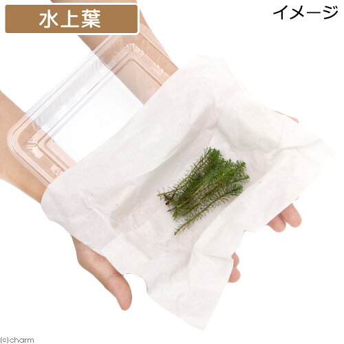 （水草）ロタラsp．カンボジア産（水上葉）（無農薬）（10本）