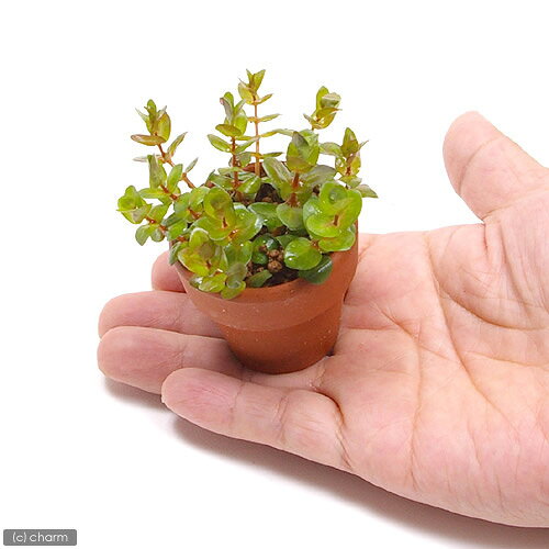 charm 3980 楽天市場店の（水草）ミニ素焼き鉢　寄せ植えミックス（水上葉）（無農薬）（3鉢）｜アングル2