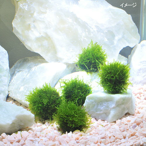 （水草）★育成済★　ウィローモス　ボール（水中葉）（無農薬）（5個） 3