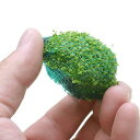 (水草)巻きたて キューバパールボール(水上葉)(無農薬)(3個)