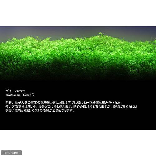 charm 3980 楽天市場店の（水草）グリーンロタラ（水中葉）（無農薬）（40本）｜アングル2