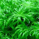 (水草)トニナsp.ベレン産(水中葉)(無農薬)(6本)