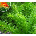 (水草)メダカ・金魚藻 エサ用アナカリス(100本)