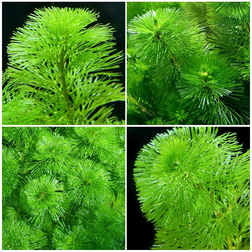 charm 3980 楽天市場店の（水草）メダカ・金魚藻　カボンバ（バラ30本）｜アングル2
