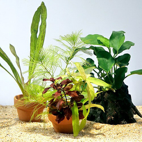 �ʿ���˥���ɥ饹�Ƥ��ι��쥻�åȡʿ���աˡ�1�ѥå���