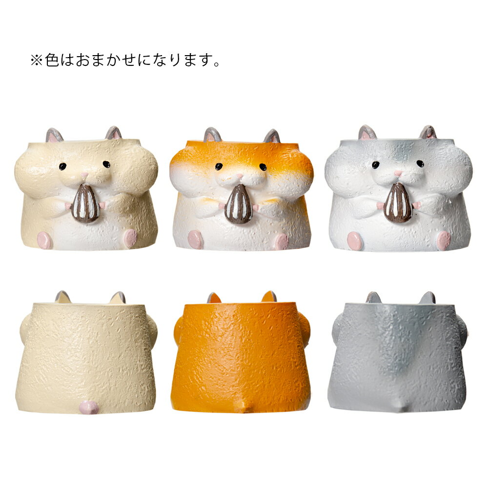 ȭ����ȥ�쥸��ݥåȡ��ϥॹ������1��ݥå��ѡ������ޤ�����ȭ���С�������������