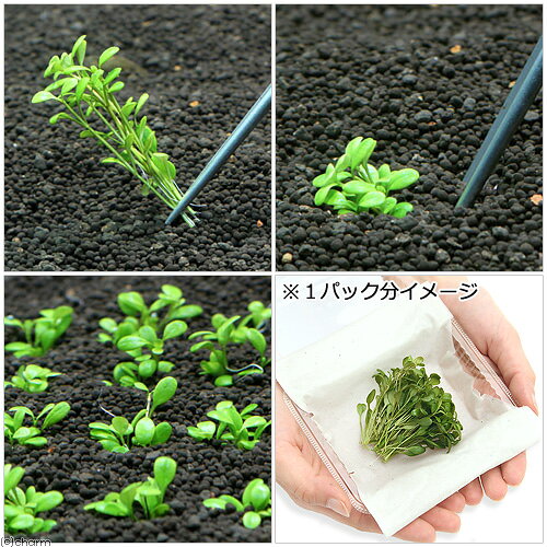 charm 3980 楽天市場店の（水草）初心者向け説明書付　グロッソスティグマ（水中葉）（無農薬）（1パック分）｜アングル2