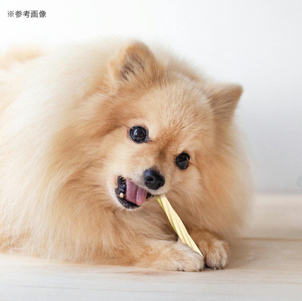 �ɥ����ޥ�̵ź�����ʡ����५��ǥ󥿥륳���󡡥ĥ����ȡ��٥��������󡡴���������