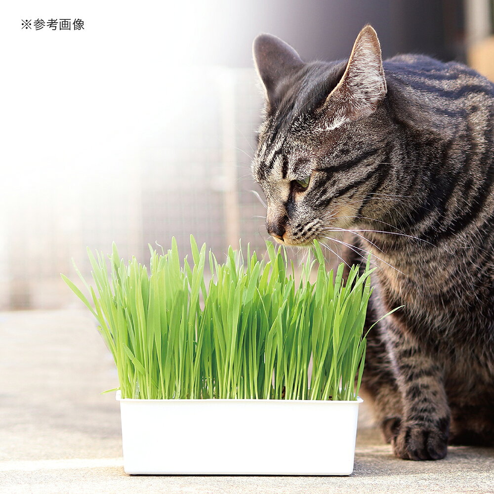 charm 3980 楽天市場店のキャティーマン　おうちで育てる　猫の生野菜　2回分　猫草　ドギーマン　関東当日便｜アングル2
