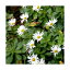 (山野草)キク(菊)ハマギク(浜菊) 3号(5ポットセット) 4,862円